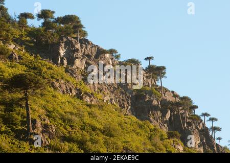 Foresta, Cordillera de los Andes, Argentina Foto Stock
