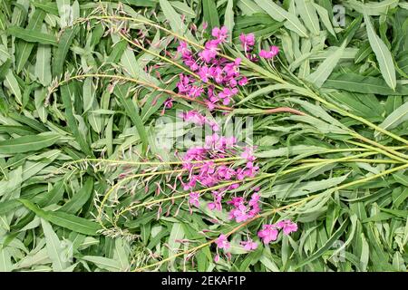 Raccolta di erbacce da fuoco per il tè - asciugando foglie e fiori. Foto Stock