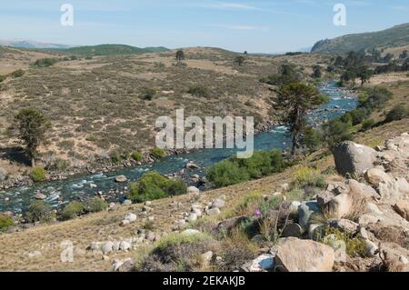 Flusso che scorre attraverso una foresta, la Cordillera de los Andes, Argentina Foto Stock