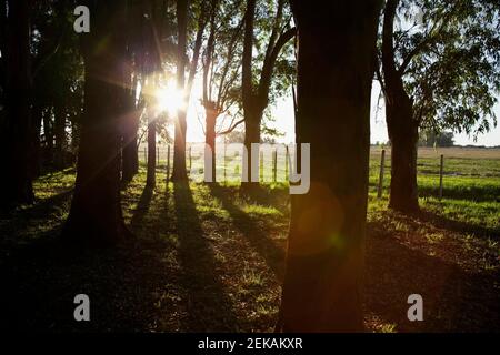 La luce solare che passa attraverso gli alberi Foto Stock