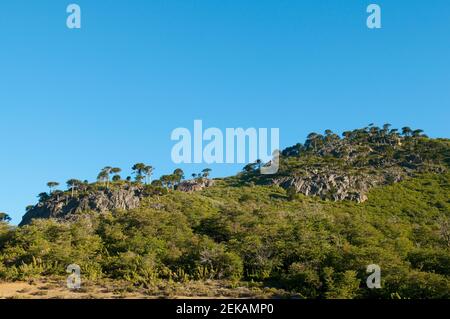 Pehuen gli alberi in una foresta, la Cordillera de los Andes, Argentina Foto Stock