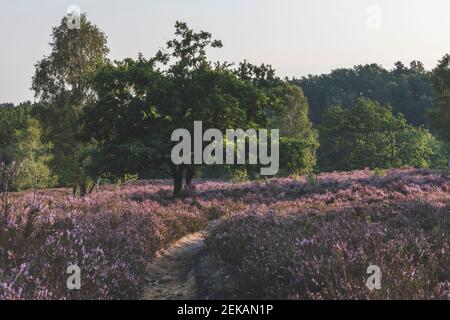 Germania, Amburgo, Fischbeker Heide riserva naturale all'alba Foto Stock