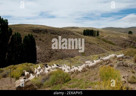 Mandria di pecore che pascolano su una collina, Cordillera de los Andes, Argentina Foto Stock