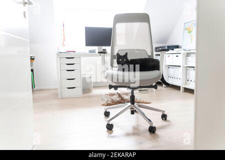 Gatto nero seduto sulla sedia in ufficio a casa Foto Stock