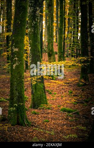 La faggeta nei colori autunnali. Foto Stock