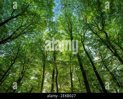 La foresta di faggio verde primaverile vista dal basso. Foto Stock
