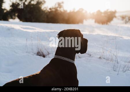 Nero grande cane Dane guardando via nella neve durante il tramonto Foto Stock