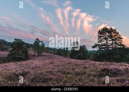 Germania, Amburgo, Fischbeker Heide Heath fiorisce all'alba Foto Stock