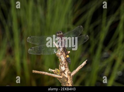 Primo piano di grande dragonfly di colore bianco (Leucrhinia pectoralis) Foto Stock