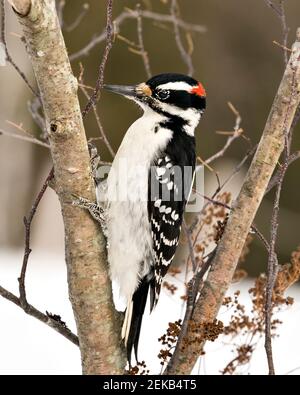 Vista ravvicinata del profilo Woodpecker arroccata su un ramo di alberi con sfondo sfocato nel suo ambiente e habitat. Immagine. Immagine. Verticale. Woodpecker St Foto Stock