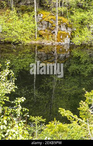 Alberi di betulla riflessi in Black Lake accanto alla Klondike Highway NE di Skagway, Alaska, Stati Uniti Foto Stock