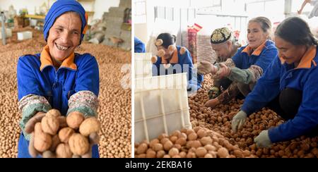 (210223) -- URUMQI, 23 febbraio 2021 (Xinhua) -- Combo foto mostra un coltivatore che mostra noci appena raccolte (L) e agricoltori che smistano noci (R) presso una cooperativa locale a Hetian, nella regione autonoma di Xinjiang Uygur, 6 settembre 2019. Secondo il rapporto di lavoro del governo locale, l'economia di Xinjiang si espanse del 3.4% su base annua nel 2020, 1.1 punti percentuali in più rispetto alla crescita economica nazionale. Con un nuovo accesso alle opportunità di istruzione e occupazione, le persone nello Xinjiang stanno costruendo un nuovo domani per una vita migliore per se stesse con il passare del tempo. (Xinhua/DIN Foto Stock