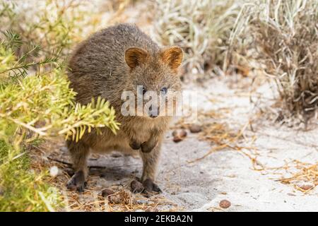 Australia, Australia Occidentale, Isola di Rottnest, primo piano di quokka (Setonix brachyurus) Foto Stock