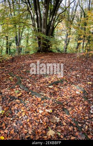 L'autunno parte nel castello di Pickering, Hill Woods Foto Stock