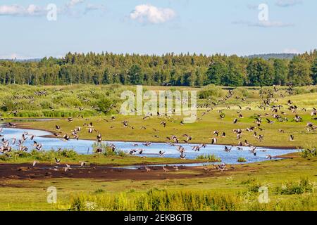 Gregge di oche di greylag che sorvolano un lago Foto Stock