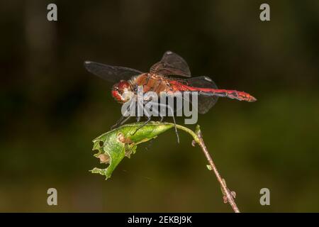 Germania, Baviera, Chiemgau, primo piano di dragonfly maschile macchiato darter (Sympetrum depressiusculum) Foto Stock