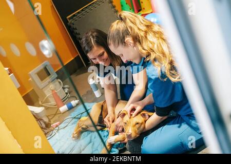 Sorridente infermiere femmina che esamina il cane in clinica veterinaria Foto Stock