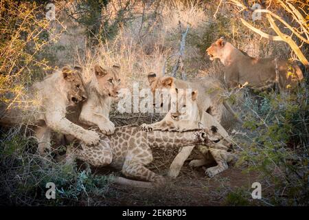 I leoni puntano giù la giraffa, che ha cercato di fuggire più volte prima della festa di nove minuti. SUDAFRICA: IL MOMENTO SCONVOLGENTE CINQUE GIOVANI LIONS Foto Stock