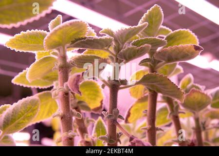 Le piante della società Wesh Grow si vedono crescere in uno spazio condiviso con la fattoria urbana sotterranea la Caverne a Parigi, Francia, il 23 febbraio 2021. Un garage sotterraneo abbandonato di 3,000 metri quadrati a Parigi trasformato in un'unità agricola urbana che produce fino a una tonnellata di indivie biologiche e funghi ogni settimana. Foto di Aurore Marechal/ABACAPRESS.COM Foto Stock