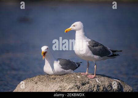 Western Gulls (Larus occidentalis) si trova su una roccia alla Laguna di Malibu SB, Malibu, CA. Foto Stock