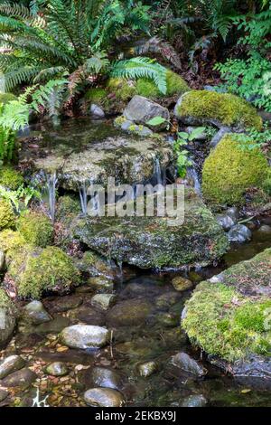 Issaquah, Washington, Stati Uniti. Cascata su rocce ricoperte di muschio in una caratteristica d'acqua in un cortile. Foto Stock