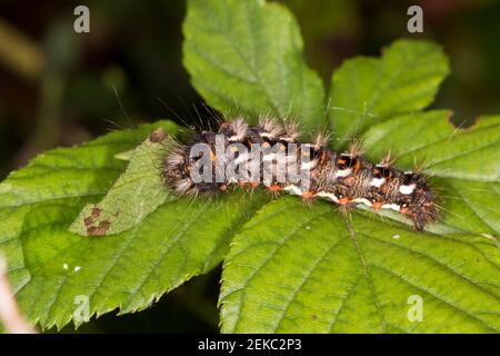 Germania, Baviera, Chiemgau, primo piano di falena di cigno (Sfrageidus similis) caterpillar su foglia Foto Stock
