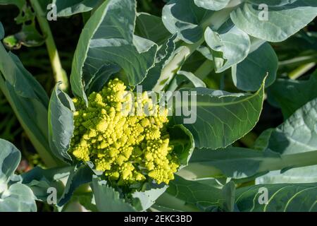 Issaquah, Washington, Stati Uniti. Romanesco broccoli, conosciuto anche come brocfiore o cavolfiore romano, è un chartreuse, vegetale dall'aspetto unico per cui è apprezzato Foto Stock