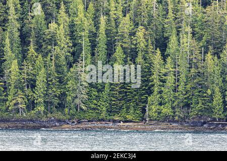 Nello stretto di Johnstone, all'estremità settentrionale dell'isola di Vancouver, British Columbia, Canada - visto da una nave da crociera che naviga nel passaggio interno Foto Stock