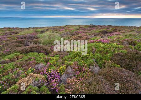 Brughiera in Bretagna vicino a Cap Frehel in piena fioritura tra Saint Malo e Pink Granite Coast. Foto Stock