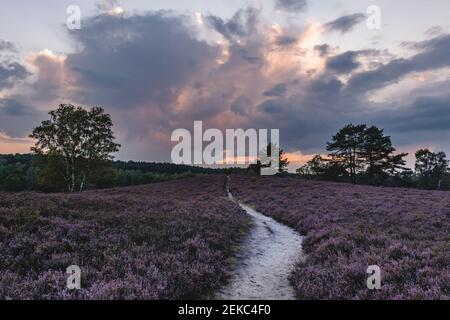 Germania, Amburgo, Fischbeker Heide Heath fiorisce all'alba Foto Stock