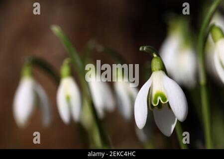 Il bel fiore di goccia di neve si dissolve in primavera. Foto Stock