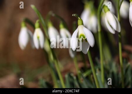Il bel fiore di goccia di neve si dissolve in primavera. Foto Stock