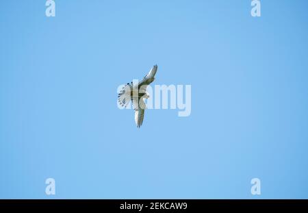 Uccello Kestrel comune volare in cielo blu Foto Stock