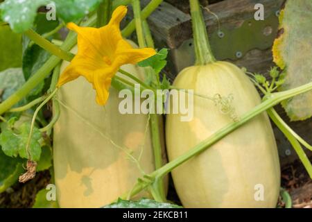 Issaquah, Washington, Stati Uniti. La pianta di squash di spaghetti con un fiore e un fiore sulle foglie Foto Stock