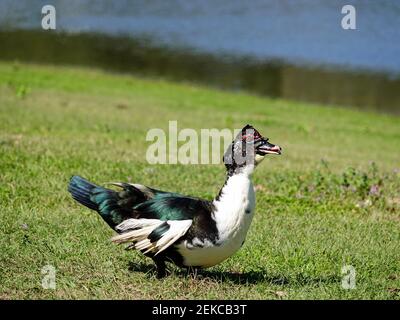 Pump, maturo, drake moscovy, Cairina moschata, vagando attraverso l'erba vicino a un lago. Gainesville, Florida, Stati Uniti. Foto Stock