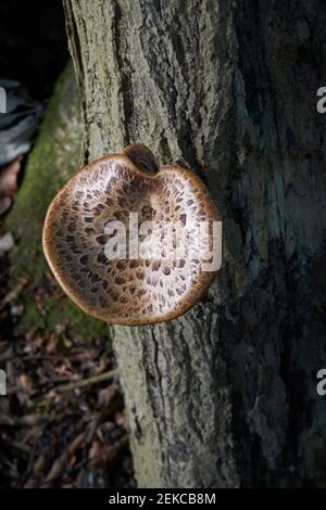 Tree fungi, Polyporus Squamosus, conosciuto anche come Dryad's Saddle, su un albero vicino a Caterham, Surrey, Regno Unito Foto Stock