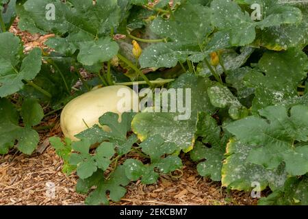 Issaquah, Washington, Stati Uniti. Spaghetti squash pianta con blight sulle foglie Foto Stock