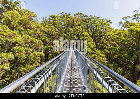 Passerella sulla cima di un albero che si estende tra gli alberi di tingoli rossi (Eucalyptus jacksonii) Cresce nel Parco Nazionale di Walpole-Nornalup Foto Stock