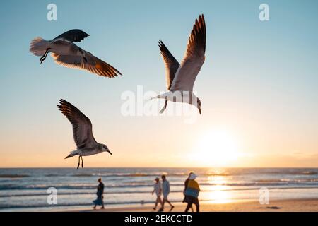 Gabbiani che volano a Siesta Key Beach contro il cielo durante il tramonto Foto Stock