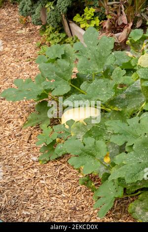 Issaquah, Washington, Stati Uniti. Spaghetti squash pianta con blight sulle foglie Foto Stock