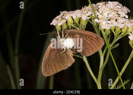 Ragno di granchio d'oro (Misumena vatia) Strisciando sulla cima della farfalla dell'anello catturato (Aphantopus iperantus) Foto Stock