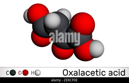 Acido ossalacetico, acido ossalacetico, OAA, molecola di ossaloacetato. Si tratta di acido ossodicarbossilico, intermedio metabolico. Modello molecolare. Rendering 3D. 3D Foto Stock