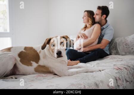 Cane sdraiato sul letto mentre la coppia amorevole seduto in background a casa Foto Stock
