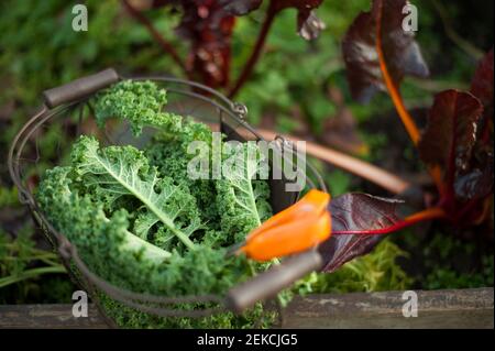 Kale fresco in paniere in piedi all'aperto Foto Stock