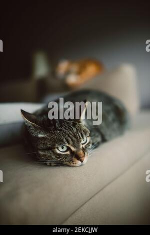 Primo piano di gatto tabby rilassarsi sul divano in soggiorno Foto Stock