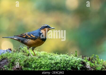 Issaquah, Washington, Stati Uniti. Maschio Thrush variato appollaiato su un log muss-coperto. Foto Stock