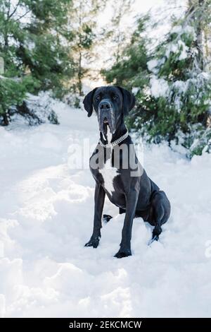 Cane Black Great Dane seduto nella neve contro gli alberi Foto Stock