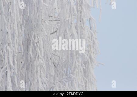 Dettaglio della natura invernale. Il rime-ghiaccio sull'albero vicino su sfondo blu cielo. Rime sugli alberi. Rime e neve ghiaccio sui rami dei cespugli. COO Foto Stock