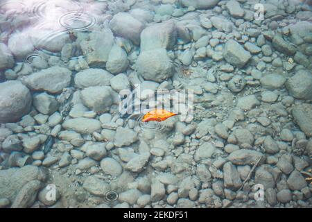 Singola foglia d'oro sul lago Foto Stock