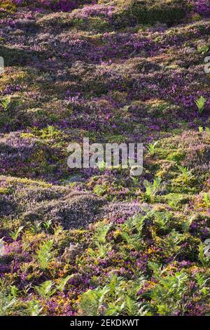 Heather costa sulla scogliera a Cap Frehel, Bretagna, Francia Foto Stock